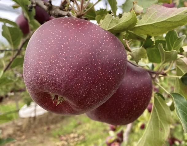 Soluna Apples, 3-Pack